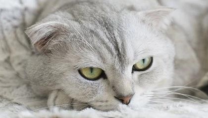 开云体育_ NBA新赛季展望 谁将成为最大黑马？，nba2020-2021赛季开