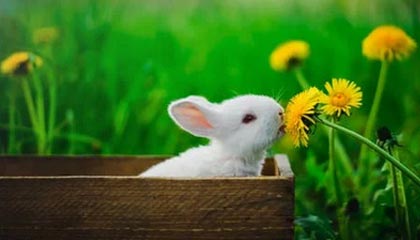 开云体育_ NBA的精神文化：如何影响年轻运动员？，nba篮球精神