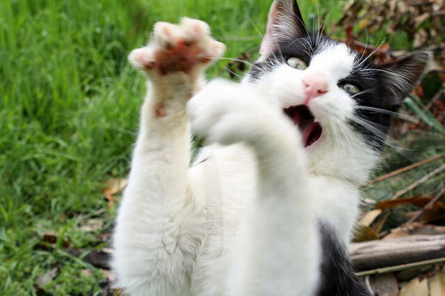 尤文图斯2-2拉齐奥，迪巴拉和卡尔蒙双双破门，尤文图斯迪吧拉