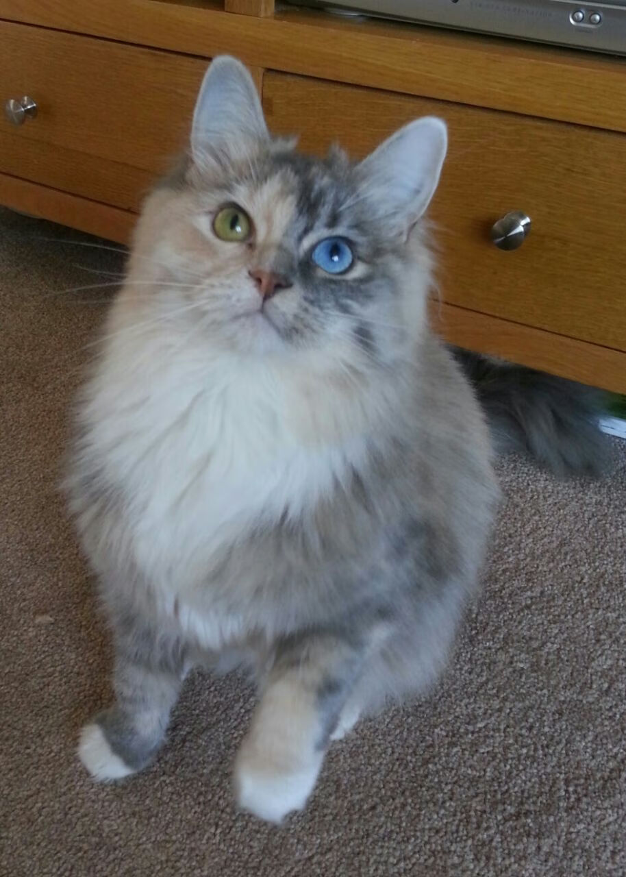 意甲激烈斗争，球员讲心路历程，意甲集锦