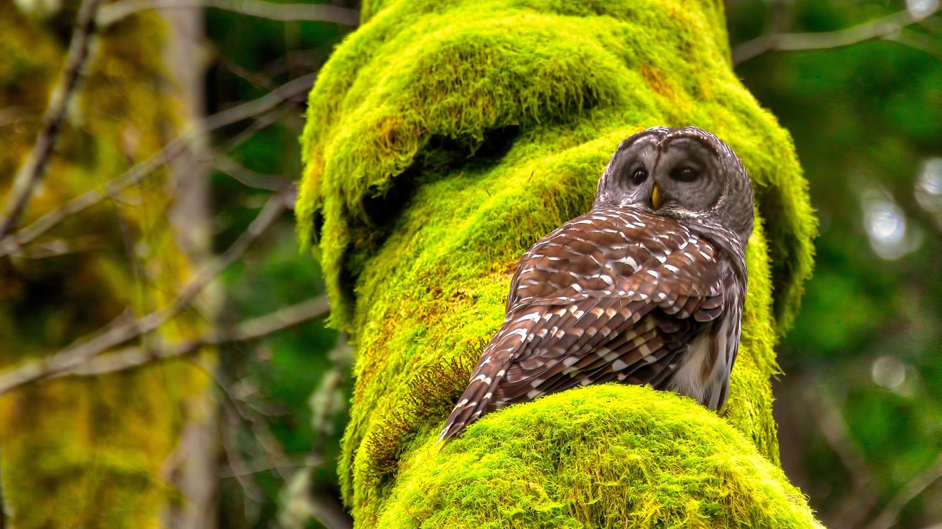 英格兰后防线成铜牌保障，英格兰攻击线