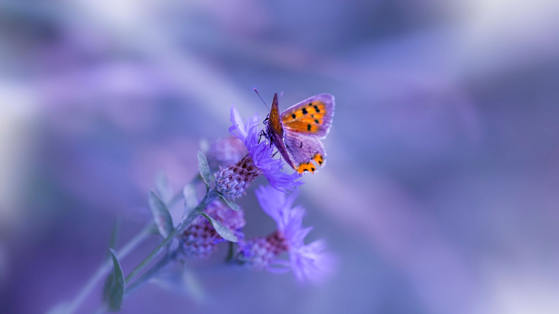 中国复合弓女队在射箭世界杯上海站团体赛中表现出色,复合弓射箭比赛