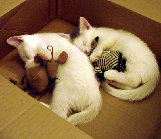 凯撒酋长与欧洲俱乐部达成友谊赛协议,足坛 凯撒