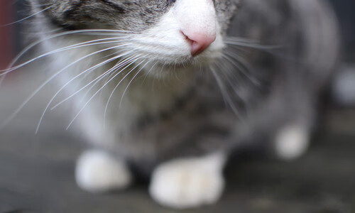 王者荣耀高校联赛扩大招募范围，推动校园电竞发展，王者荣耀高校联赛报名入口