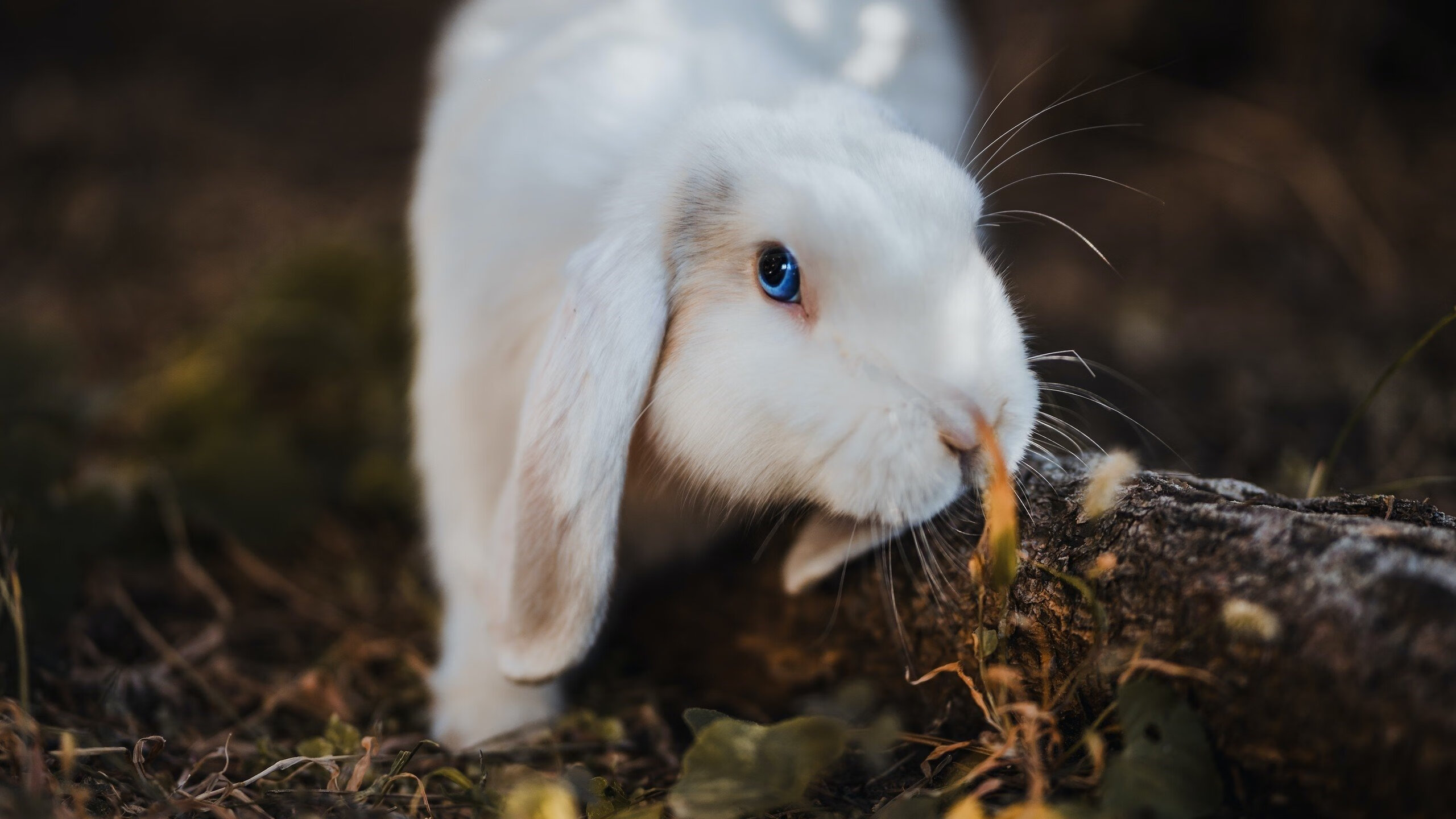 马竞主场2-1战胜赫塔费,保持不败纪录,马竞客场0-0战平十人赫塔菲