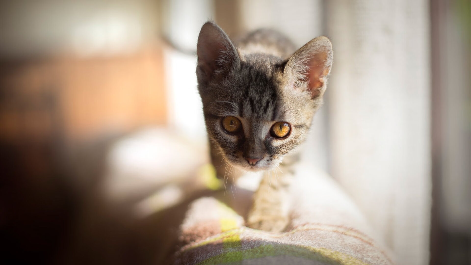 世界青少年武道锦标赛再掀运动狂潮，世界武道大赛是什么