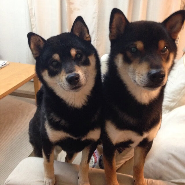 体育科研项目管理平台功能优化建议,学校体育科研现状与问题