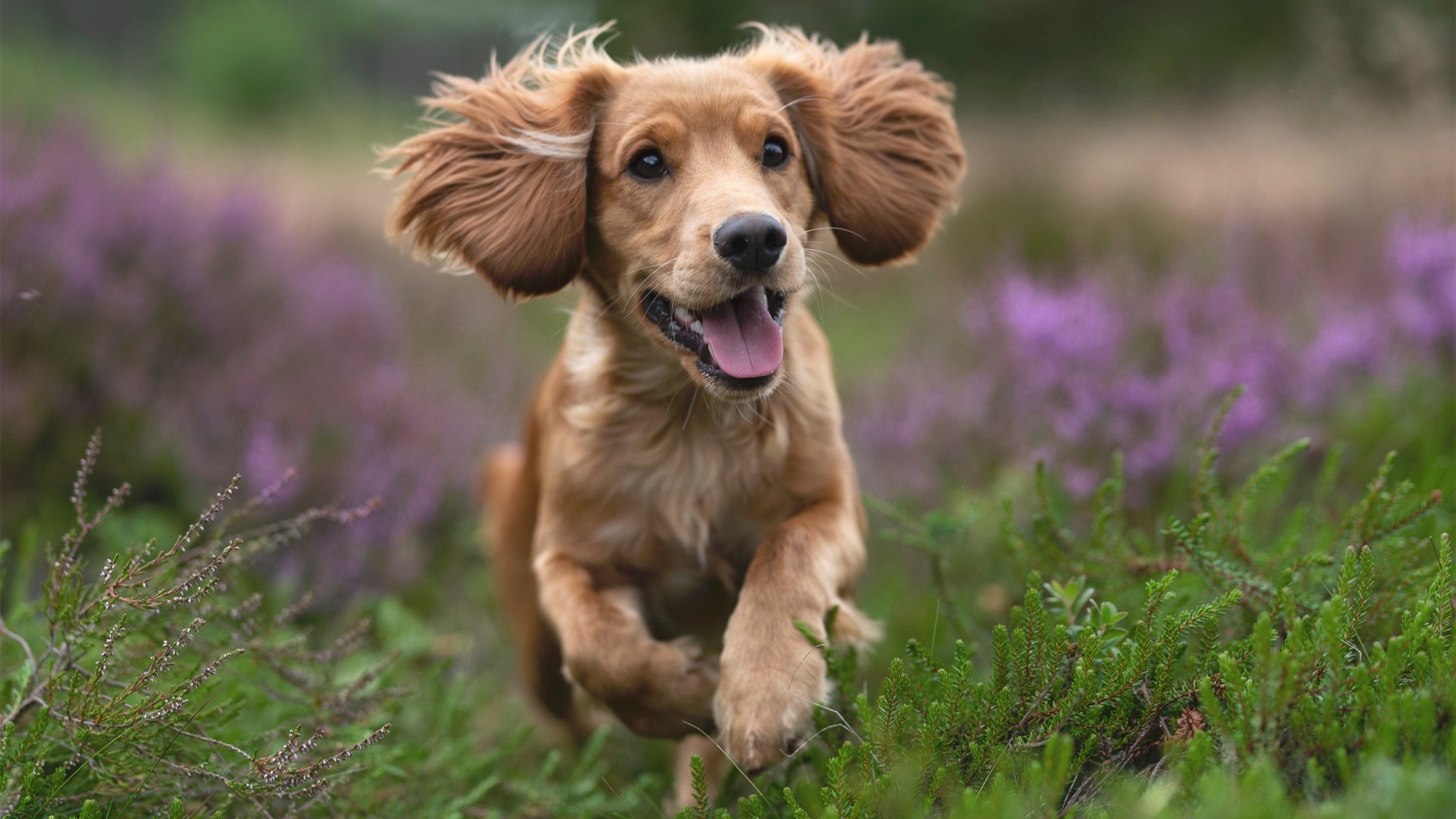 意甲裁判语义识别系统减少误判争议的实证分析，意甲著名裁判