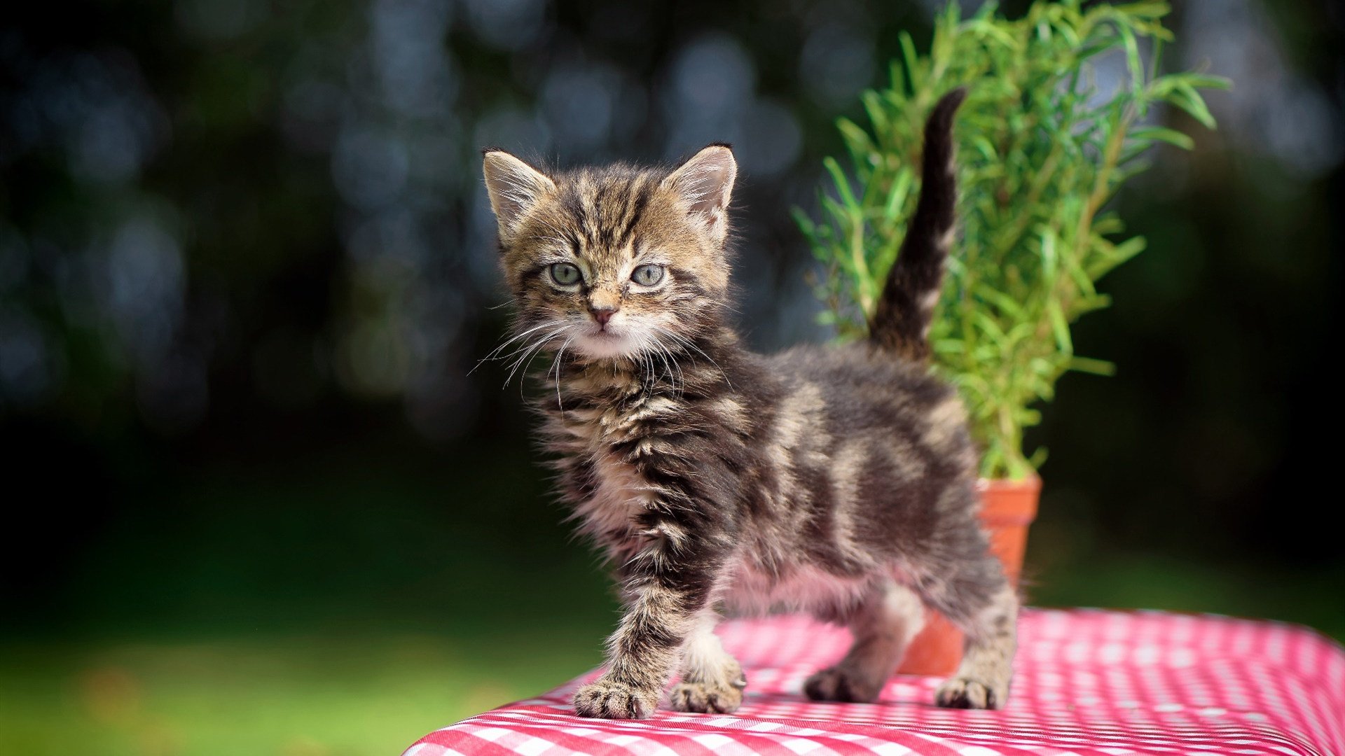 英超球队基于数据分析优化角球防守策略,英超角球越位