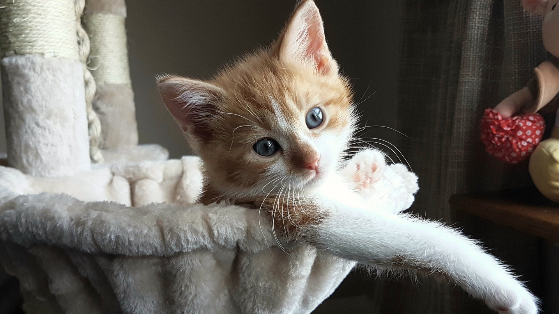 史密斯蝶泳仰泳双线强势，女子游泳史密斯