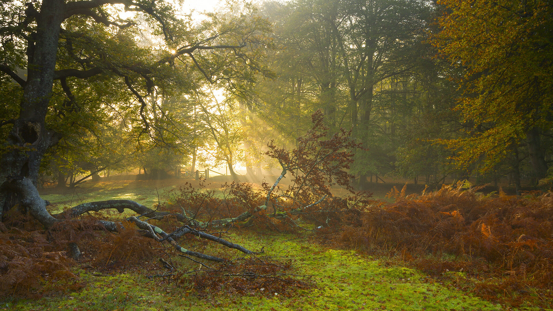 快节奏下的命中率是否具有可持续性,快节奏的产物
