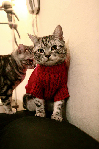 意甲战术创新：变化多端，精彩不断！，意甲队伍