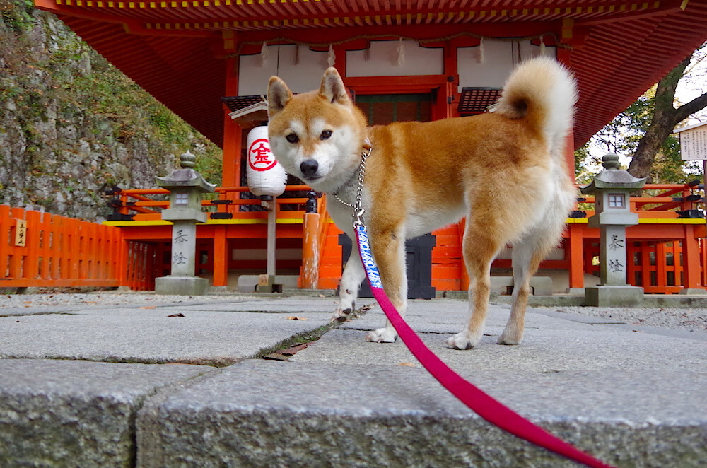 阿伦·斯密斯：他与全黑队后场的默契配合，为球队提供强大支持